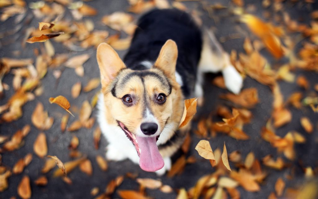 happy-dog-wallpaper-5